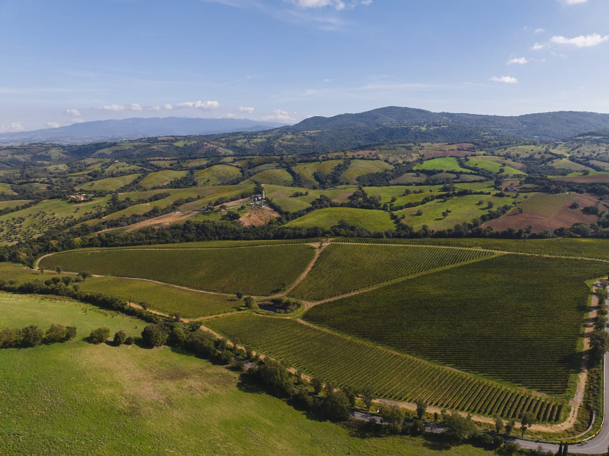 Maremma Toscana DOC, Ciliegiolo, le cépage qui prend ses marques