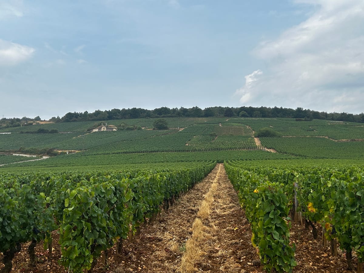 Bourgogne 2026, L’Année de tous les extrêmes
