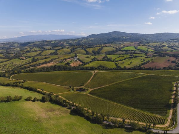 Maremma Toscana DOC, Ciliegiolo, le cépage qui prend ses marques