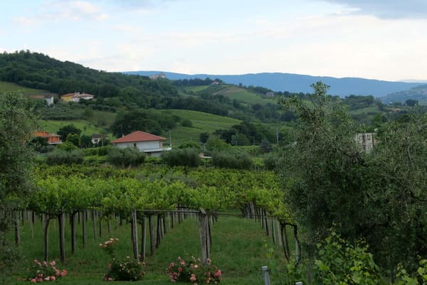 Les Abruzzes, la terre de Montepulciano, le cépage Caméléon