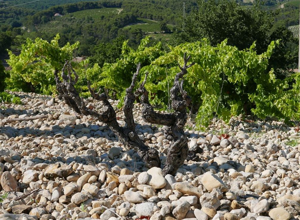 Vieux grenache sur les galets roulés