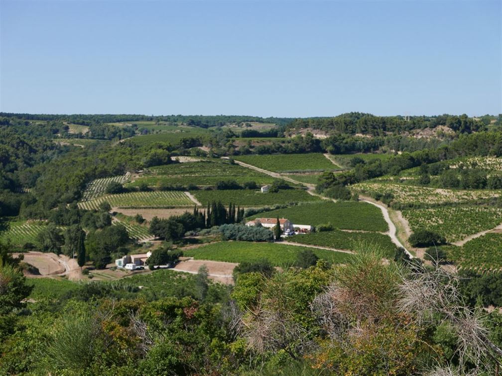 Rasteau, océan des vignes...