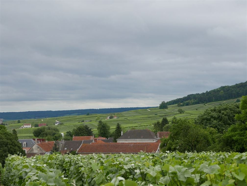 Les collines sur la Montagne de Reims