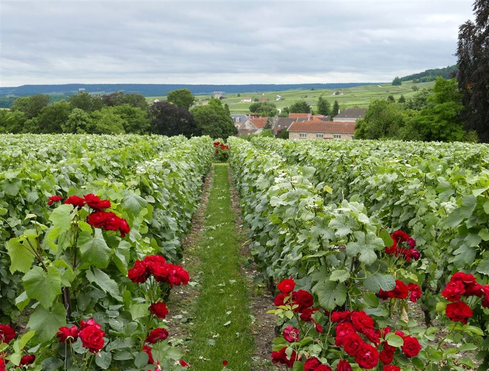 Clos des Bergeronneau 2,2 ha 100% en Pinot Meunier