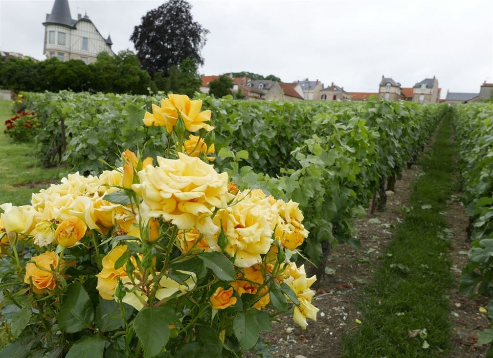 Clos de Bergeronneau, Champagne Bergeronneau-Marion à Villedommange