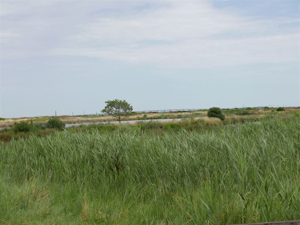 paysage bucolique de l'Ile d'Oléron où les producteurs de cognac et de Pineau sont assez nombreux