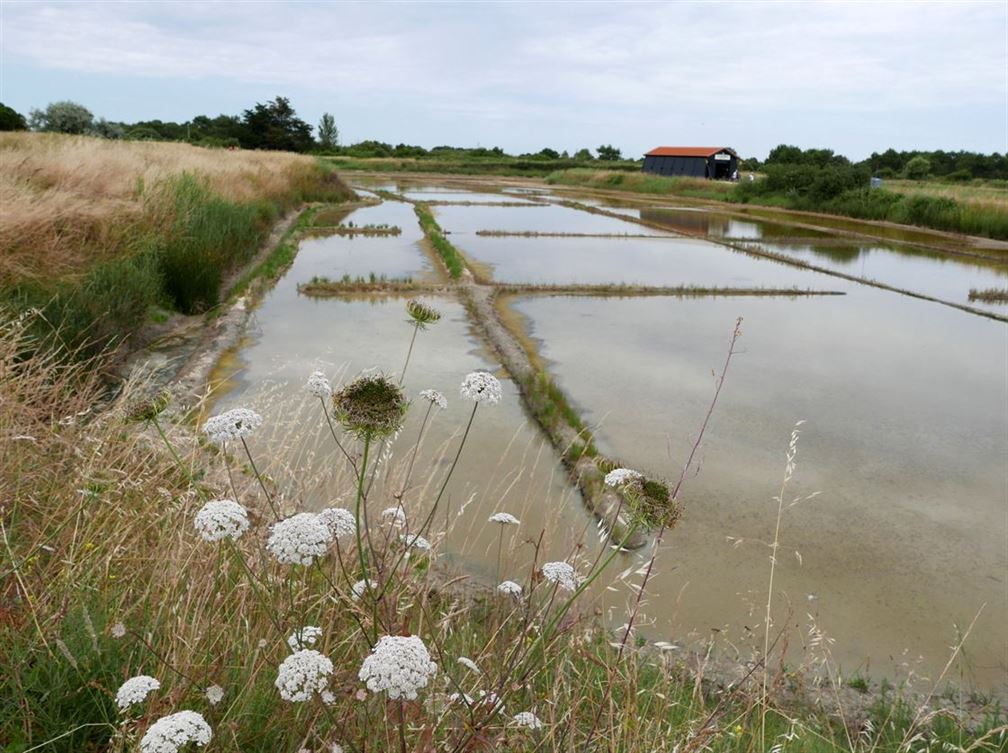 salines d'Oléron