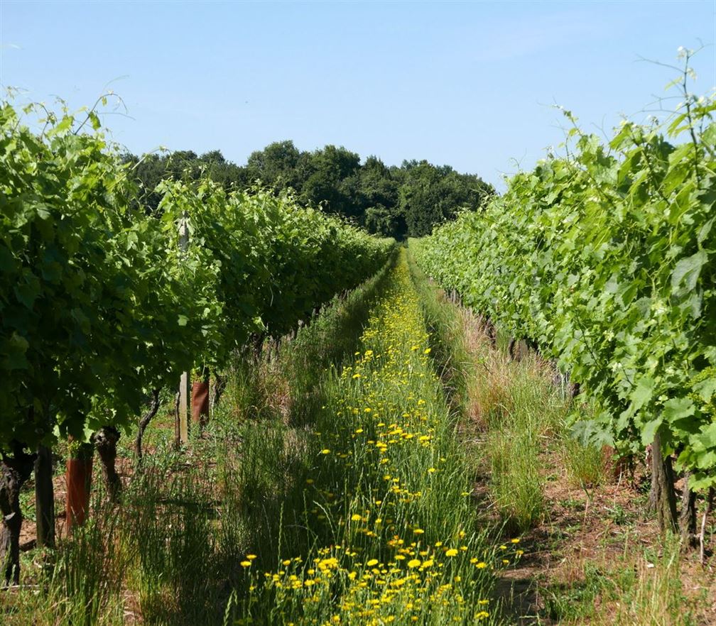 les vignes charentaise en été