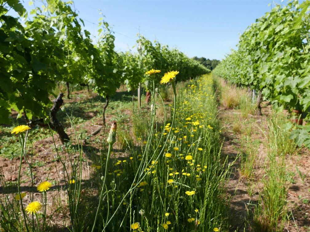 Saint Palais de Phiolin, vigne de l'ugni blanc, cépage principale pour le cognac et du Pineau