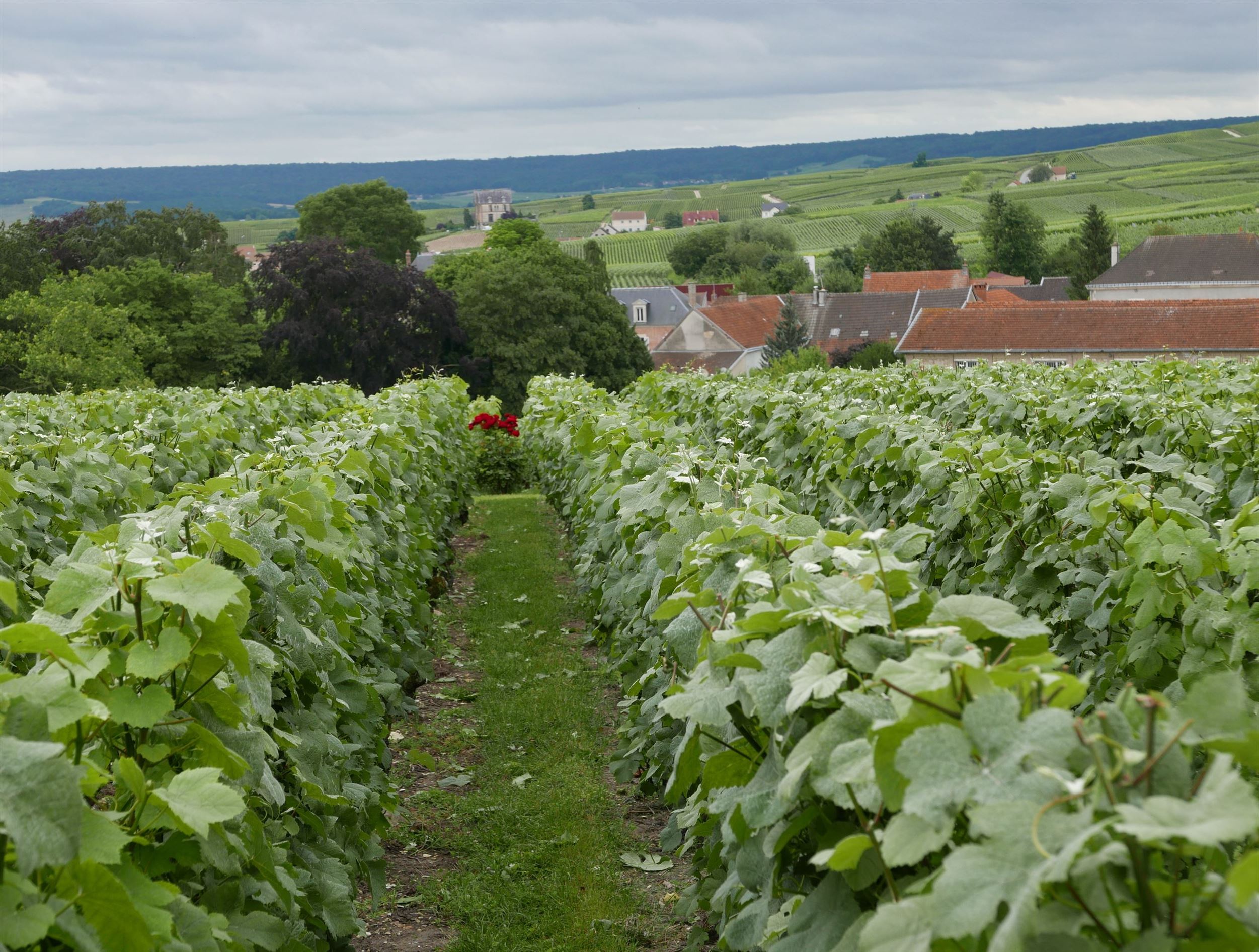 vignoble champenois avec ses fameux coteaux