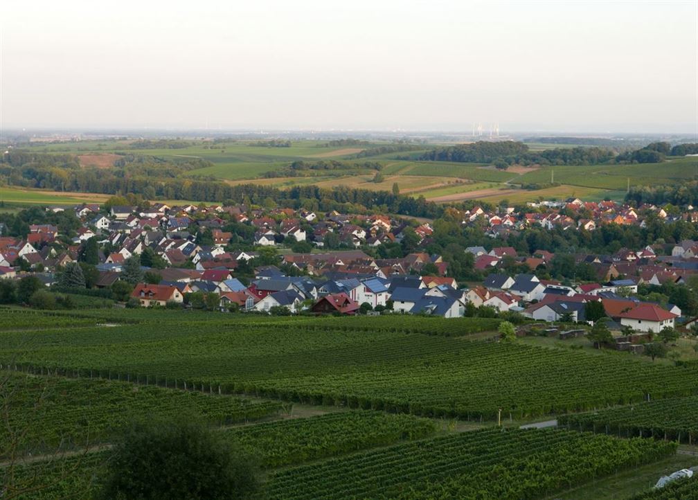 Paysage typique de Palatinat, océan de vignes