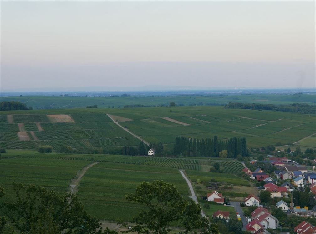 Palatinate, océan de vignes