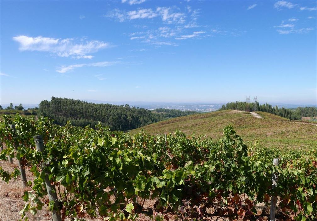 Encosta do Sobral, son vignoble sur les colines à Tomar