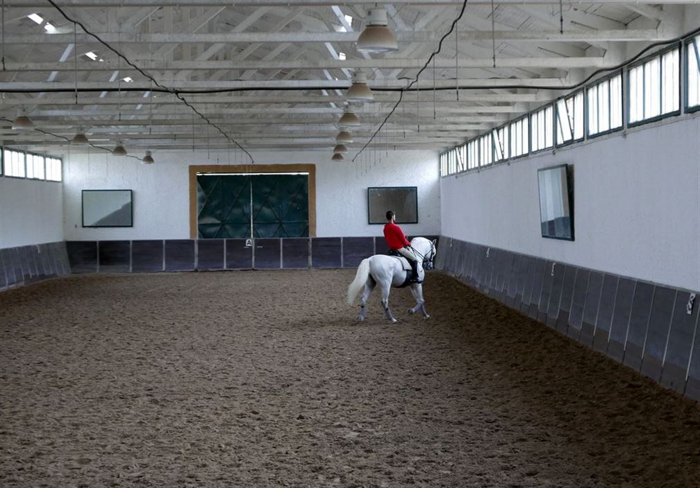 Dressage des chevaux est très répondu dans des nombreux domaines viticoles, comme ici à Quinta da Alorna