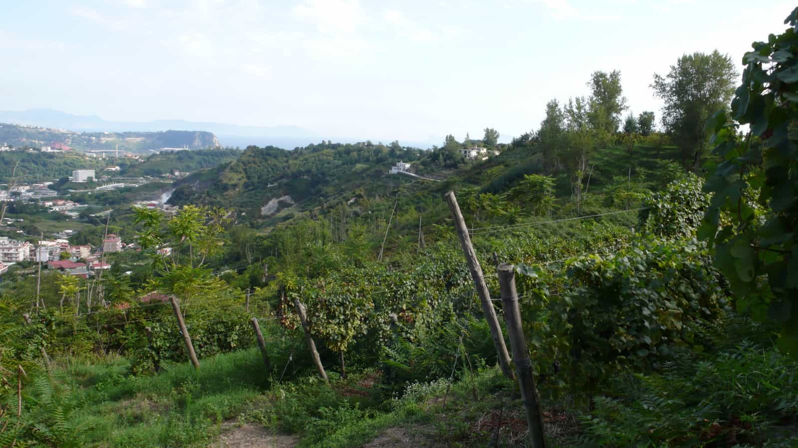 Campi Flegrei (Naples) la viticulture Héroïque sur "la terre qui brule" sous nos pieds