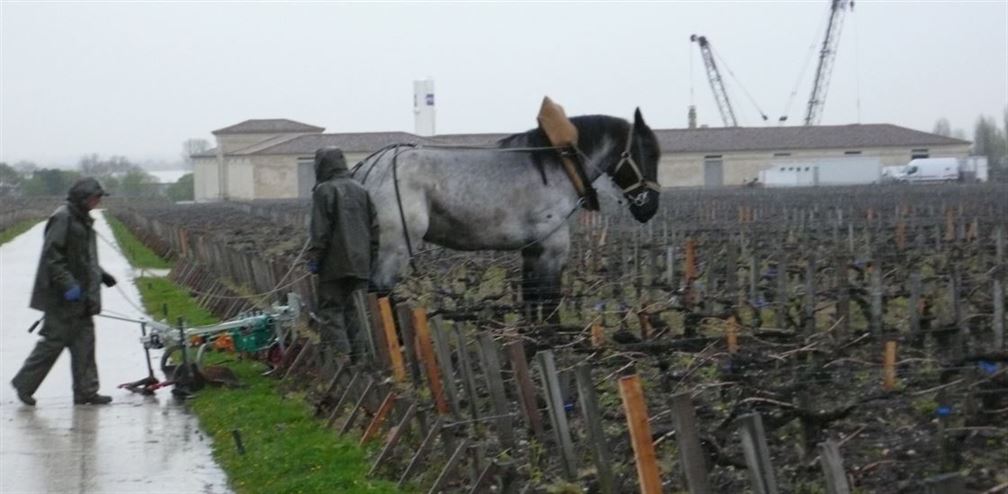 le cheval dans les vignes à Latour...