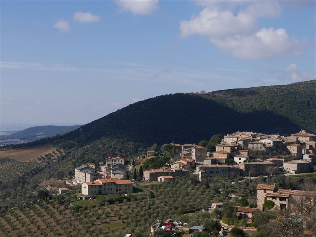 Montalcino c'est aussi la terre des oliviers